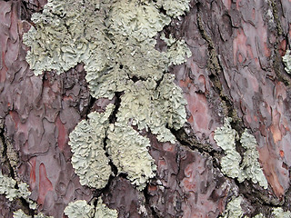 Image showing Lichen on a bark of a tree