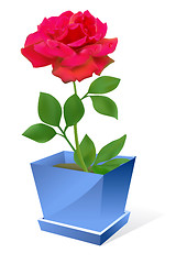 Image showing Red rose flower in pot