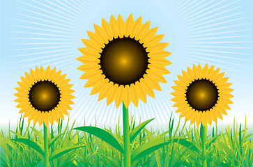 Image showing Beautiful vector sunflower background