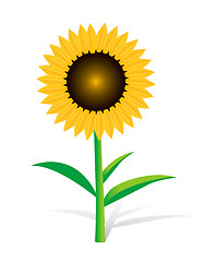 Image showing Sunflower On White