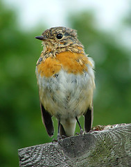 Image showing English Robin