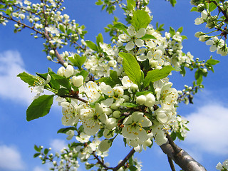 Image showing branch of a blossoming tree