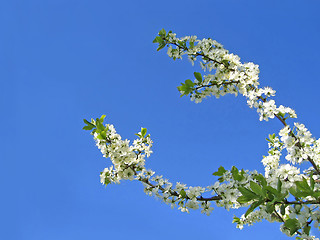 Image showing branch of a blossoming tree