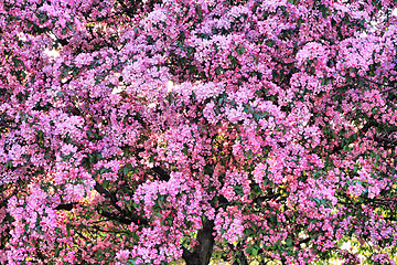 Image showing blossoming tree background