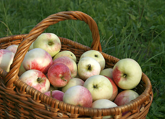 Image showing Basket with apples