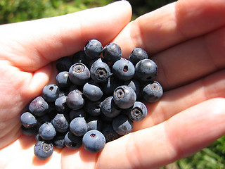 Image showing handful of fresh blueberries 