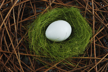 Image showing egg in a nest over branches