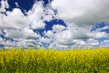 Image showing Canola field