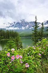 Image showing Wild roses and mountain lake in Jasper National Park