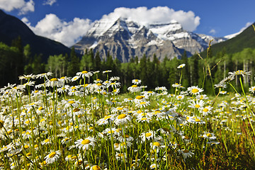 Image showing Daisies at Mount Robson provincial park, Canada