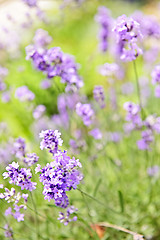 Image showing Lavender blooming in a garden