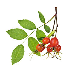 Image showing Branch with rose hips