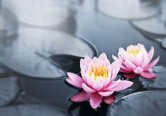 Image showing Lotus blossoms