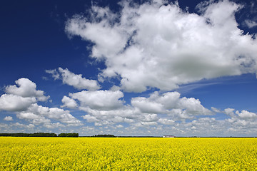 Image showing Canola field