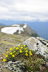 Image showing Alpine meadow in Jasper National Park