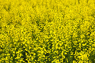 Image showing Canola plants