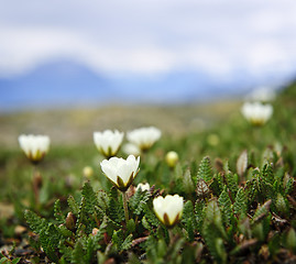 Image showing Alpine meadow in Jasper National Park