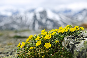 Image showing Alpine meadow in Jasper National Park