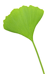 Image showing Ginkgo Biloba leaf