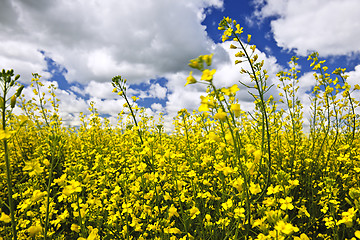 Image showing Canola plants in field