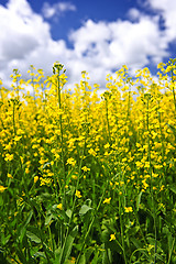 Image showing Canola plants in field