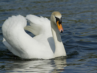 Image showing Muted swan