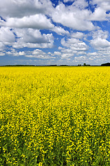 Image showing Canola field