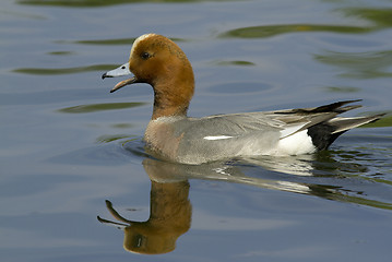 Image showing Eurasian Wigeon