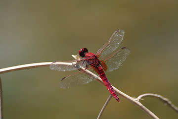 Image showing Red dragonfly