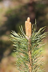 Image showing Fauna & Flora