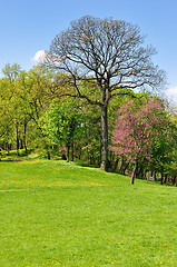 Image showing Spring morning