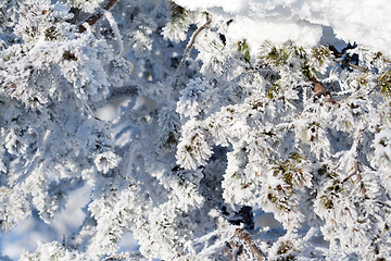 Image showing pine branches