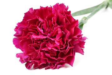 Image showing red carnation