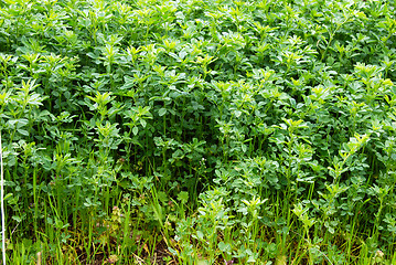 Image showing Clover grass growing