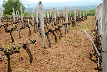 Image showing Vineyard