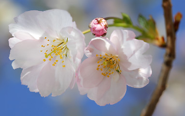 Image showing Pink Cherry blossoms