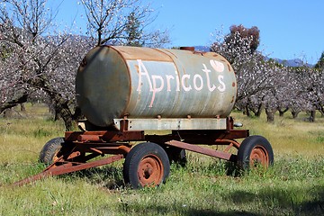 Image showing Apricots