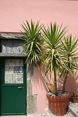 Image showing Palm tree next to a green door, Corniglia.