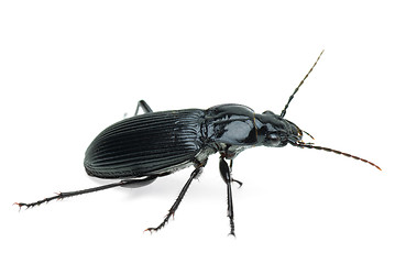 Image showing Black carabus beetle