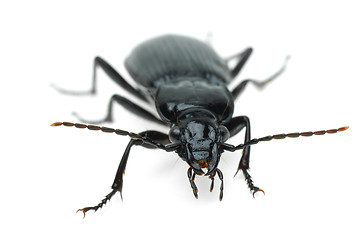 Image showing Black carabus beetle