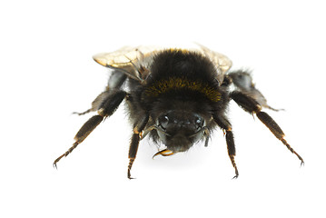 Image showing Bumblebee 