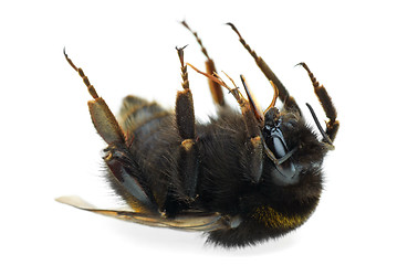 Image showing Dead bumblebee
