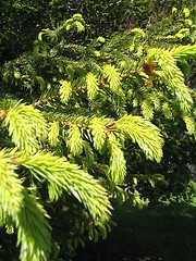 Image showing Budding spruce