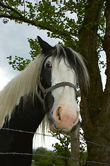 Image showing Horse