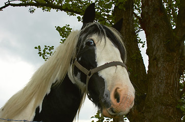 Image showing Horse