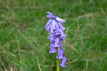 Image showing Bluebell