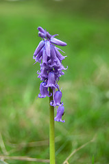 Image showing Bluebell