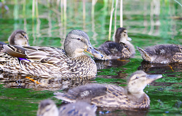 Image showing Mallard duck with chicks