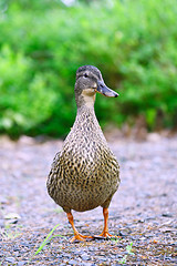 Image showing Female Mallard Duck