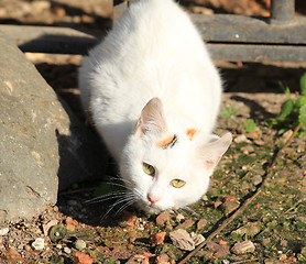 Image showing White cat